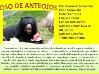 Características: Son osos de tamaño mediano, de pelaje denso de color negro o castaño, su
pincipal característica son las manchas blancas o cremas alrededor de los ojos que se extienden
hasta el pecho, el patrón de estas marcas es distinta para cada individuo por lo que sirve para su
identificación. La cabeza es redondeada, las orejas son pequeñas y redondas, el hocico corto, el
cuello corto y grueso, y la cola pequeña que a menudo es cubierta por el pelo. Al igual que
todos los osos, poseen una postura plantígrada y las extremidades anteriores más largas que sus
extremidades posteriores, para facilitar. En relación con su tamaño corporal, los osos de
anteojos tiene el músculo zigomático-mandibular más grande de cualquier especie de osos.
Clasificación (Taxonomía)
Clase Mammalia
Orden Carnívora
Familia Ursidae
Género Tremarctos
Nombre Común OSO DE
ANTEOJOS
Nombre Cientifico
Tremarctos ornatus
 