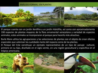 ANÁLISIS FORMAL: EN PLANTAS
El parque cuenta con un jardín Xerófito y un jardín Hidrófilo, así como con aproximadamente
190 especies de plantas mayores de la flora ornamental venezolana y variedad de especies
animales, estos animales se incorporaron al parque para hacerlo más atractivo.
Burle Marx utiliza las agrupaciones y las selecciones de plantas con el objeto de crear efectos
especiales que valorizan las cualidades tanto del espacio como de las plantas.
El Parque del Este constituye un ejemplo representativo de un tipo de paisaje cultural,
primero en su tipo, diseñado en el siglo veinte, en una región geocultural y especifica en el
trópico americano.
 