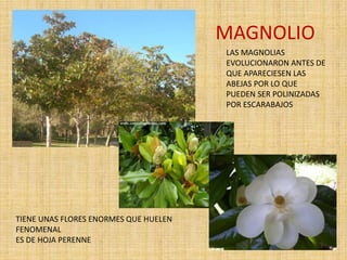 MAGNOLIO
LAS MAGNOLIAS
EVOLUCIONARON ANTES DE
QUE APARECIESEN LAS
ABEJAS POR LO QUE
PUEDEN SER POLINIZADAS
POR ESCARABAJOS
TIENE UNAS FLORES ENORMES QUE HUELEN
FENOMENAL
ES DE HOJA PERENNE
 