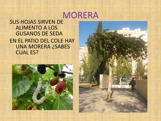 MORERA
SUS HOJAS SIRVEN DE
ALIMENTO A LOS
GUSANOS DE SEDA
EN EL PATIO DEL COLE HAY
UNA MORERA ¿SABES
CUAL ES?
 