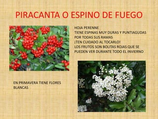 PIRACANTA O ESPINO DE FUEGO
HOJA PERENNE
TIENE ESPINAS MUY DURAS Y PUNTIAGUDAS
POR TODAS SUS RAMAS
¡TEN CUIDADO AL TOCARLO!
LOS FRUTOS SON BOLITAS ROJAS QUE SE
PUEDEN VER DURANTE TODO EL INVIERNO
EN PRIMAVERA TIENE FLORES
BLANCAS
 