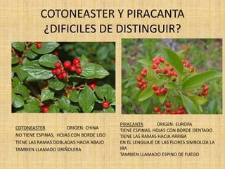 COTONEASTER Y PIRACANTA
¿DIFICILES DE DISTINGUIR?
COTONEASTER ORIGEN: CHINA
NO TIENE ESPINAS, HOJAS CON BORDE LISO
TIENE LAS RAMAS DOBLADAS HACIA ABAJO
TAMBIEN LLAMADO GRIÑOLERA
PIRACANTA ORIGEN: EUROPA
TIENE ESPINAS, HOJAS CON BORDE DENTADO
TIENE LAS RAMAS HACIA ARRIBA
EN EL LENGUAJE DE LAS FLORES SIMBOLIZA LA
IRA
TAMBIEN LLAMADO ESPINO DE FUEGO
 