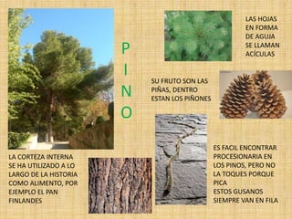 P
I
N
O
LA CORTEZA INTERNA
SE HA UTILIZADO A LO
LARGO DE LA HISTORIA
COMO ALIMENTO, POR
EJEMPLO EL PAN
FINLANDES
LAS HOJAS
EN FORMA
DE AGUJA
SE LLAMAN
ACÍCULAS
SU FRUTO SON LAS
PIÑAS, DENTRO
ESTAN LOS PIÑONES
ES FACIL ENCONTRAR
PROCESIONARIA EN
LOS PINOS, PERO NO
LA TOQUES PORQUE
PICA
ESTOS GUSANOS
SIEMPRE VAN EN FILA
 