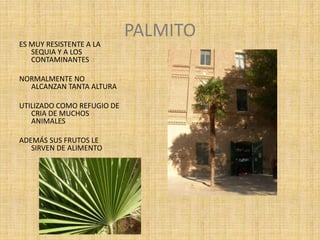 PALMITO
ES MUY RESISTENTE A LA
SEQUIA Y A LOS
CONTAMINANTES
NORMALMENTE NO
ALCANZAN TANTA ALTURA
UTILIZADO COMO REFUGIO DE
CRIA DE MUCHOS
ANIMALES
ADEMÁS SUS FRUTOS LE
SIRVEN DE ALIMENTO
 