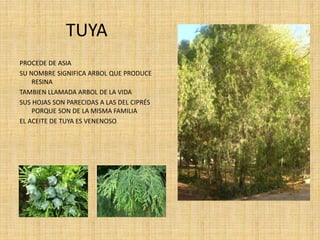 TUYA
PROCEDE DE ASIA
SU NOMBRE SIGNIFICA ARBOL QUE PRODUCE
RESINA
TAMBIEN LLAMADA ARBOL DE LA VIDA
SUS HOJAS SON PARECIDAS A LAS DEL CIPRÉS
PORQUE SON DE LA MISMA FAMILIA
EL ACEITE DE TUYA ES VENENOSO
 