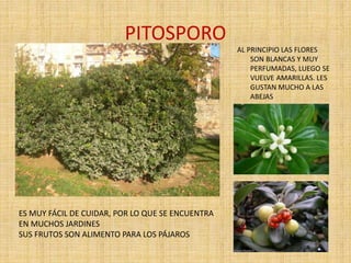 PITOSPORO
AL PRINCIPIO LAS FLORES
SON BLANCAS Y MUY
PERFUMADAS, LUEGO SE
VUELVE AMARILLAS. LES
GUSTAN MUCHO A LAS
ABEJAS
ES MUY FÁCIL DE CUIDAR, POR LO QUE SE ENCUENTRA
EN MUCHOS JARDINES
SUS FRUTOS SON ALIMENTO PARA LOS PÁJAROS
 