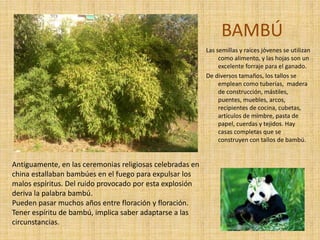 BAMBÚ
Las semillas y raíces jóvenes se utilizan
como alimento, y las hojas son un
excelente forraje para el ganado.
De diversos tamaños, los tallos se
emplean como tuberías, madera
de construcción, mástiles,
puentes, muebles, arcos,
recipientes de cocina, cubetas,
artículos de mimbre, pasta de
papel, cuerdas y tejidos. Hay
casas completas que se
construyen con tallos de bambú.
Antiguamente, en las ceremonias religiosas celebradas en
china estallaban bambúes en el fuego para expulsar los
malos espíritus. Del ruido provocado por esta explosión
deriva la palabra bambú.
Pueden pasar muchos años entre floración y floración.
Tener espíritu de bambú, implica saber adaptarse a las
circunstancias.
 