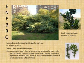 E
N
E
B
R
O
Los enebros de la misma familia que los cipreses.
Su madera es rojiza.
Soporta muy bien el frio y el viento.
Como protección para evitar su consumo por animales herbívoros, las
plantas jóvenes tienen un follaje juvenil espinoso, que en algunas
especies se conserva toda la vida, y en otras se conserva solo en las
zonas accesibles a estos animales.
Los frutos se emplean
para hacer ginebra.
 