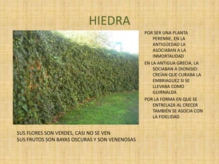 HIEDRA
POR SER UNA PLANTA
PERENNE, EN LA
ANTIGÜEDAD LA
ASOCIABAN A LA
INMORTALIDAD
EN LA ANTIGUA GRECIA, LA
SOCIABAN A DIONISIO:
CREÍAN QUE CURABA LA
EMBRIAGUEZ SI SE
LLEVABA COMO
GUIRNALDA
POR LA FORMA EN QUE SE
ENTRELAZA AL CRECER
TAMBIÉN SE ASOCIA CON
LA FIDELIDAD
SUS FLORES SON VERDES, CASI NO SE VEN
SUS FRUTOS SON BAYAS OSCURAS Y SON VENENOSAS
 