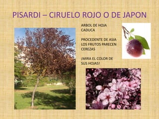 PISARDI – CIRUELO ROJO O DE JAPON
ARBOL DE HOJA
CADUCA
PROCEDENTE DE ASIA
LOS FRUTOS PARECEN
CEREZAS
¡MIRA EL COLOR DE
SUS HOJAS!
 