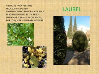 LAUREL
ARBOL DE HOJA PERENNE
PROCEDENTE DE ASIA
LO HAN PODADO EN FORMA DE BOLA
PERO EN REALIDAD ES UN ARBOL
SUS HOJAS SON MUY AROMÁTICAS,
POR LO QUE SE USAN PARA COCINAR
 