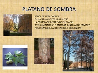 PLATANO DE SOMBRA
ARBOL DE HOJA CADUCA
EN INVIERNO SE VEN LOS FRUTOS
LA CORTEZA SE DESPRENDE EN PLACAS
ANTIGUAMENTE SE PLANTABAN JUNTO A LOS CAMINOS
PARA SOMBREAR A LOS CARROS,Y DILIGENCIAS
 