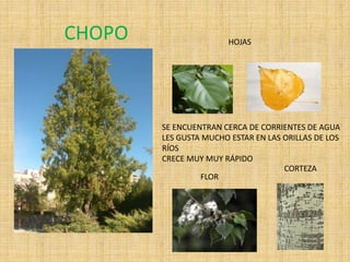 CHOPO HOJAS
FLOR
CORTEZA
SE ENCUENTRAN CERCA DE CORRIENTES DE AGUA
LES GUSTA MUCHO ESTAR EN LAS ORILLAS DE LOS
RÍOS
CRECE MUY MUY RÁPIDO
 