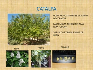 CATALPA
HOJAS MUUUY GRANDES EN FORMA
DE CORAZON
LAS SEMILLAS TIENEN DOS ALAS
PARA “VOLAR”
SUS FRUTOS TIENEN FORMA DE
JUDÍA
FLOR FRUTO SEMILLA
 