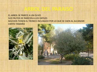 ARBOL DEL PARAISO
EL ARBOL SE PARECE A UN OLIVO
SUS FRUTOS SE PARECEN A LOS DATILES
MUCHOS TIENEN EL TRONCO INCLINADO POR LO QUE SE CAEN AL ALCANZAR
CIERTO TAMAÑO
 