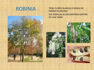 ROBINIA TIENE FLORES BLANCAS O ROSAS EN
FORMA DE RACIMO
SUS SEMILLAS SE ENCUENTRAN DENTRO
DE UNA VAINA
 