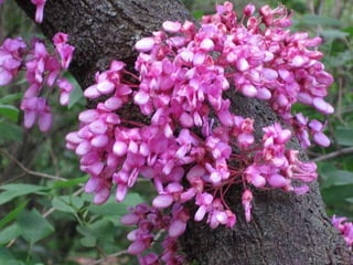 En el recorido abundan árboles del amor. FLOR del arbol del amor  