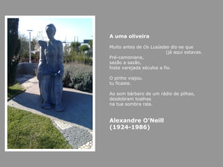 A uma oliveira

Muito antes de Os Lusíadas diz-se que
                          (já aqui estavas.
Pré-camoniana,
sazão a sazão,
foste varejada séculos a fio.

O pinho viajou.
tu ficaste.

Ao som bárbaro de um rádio de pilhas,
desdobram toalhas
na tua sombra rala.


Alexandre O'Neill
(1924-1986)
 