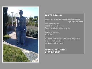 A uma oliveira
Muito antes de Os Lusíadas diz-se que
(já aqui estavas.
Pré-camoniana,
sazão a sazão,
foste varejada séculos a fio.
O pinho viajou.
tu ficaste.
Ao som bárbaro de um rádio de pilhas,
desdobram toalhas
na tua sombra rala.
Alexandre O'Neill
(1924-1986)
 