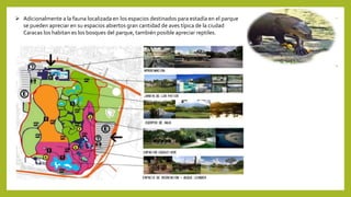  Adicionalmente a la fauna localizada en los espacios destinados para estadía en el parque
se pueden apreciar en su espacios abiertos gran cantidad de aves típica de la ciudad
Caracas los habitan es los bosques del parque, también posible apreciar reptiles.
 