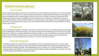 Análisis formal: plantas
Arbusto o árbol que puede alcanzar los 6 metros de altura, de tronco abombado característico con forma de botella,
casi sin ramas hasta el extremo. Las ramas son pocas y cubiertas por escasas espinas de hasta 30 cm de longitud. Las
hojas son oblongas y están cubiertas de pelos cortos en haz y envés. Las flores son blancas, características de la
familia Apocynaceae y surgen en ramilletes en el extremo de las ramas. La floración se presentan en primavera
cuando el árbol está aún sin hojas. El árbol botella es una especie endémica de Namibia y el sur de Angola donde se
desarrolla en zonas semiáridas de colinas rocosas. Se encuentra donde se desarrolla en zonas semiáridas de colinas
rocosas. Se encuentra .
Árbol la botella
Crece en los bosques tropófilos de los llanos venezolanos, en áreas de clima Aw e incluso BS (intertropical semiárido)
según la clasificación climática de Köppen, en las zonas semiáridas del norte deVenezuela, así como de otros países
americanos. Su floración, que deja una alfombra de flores amarillas, así como su fructificación, se producen durante
la época seca (de febrero a abril), de manera que las semillas de las legumbres puedan aprovechar las primeras
lluvias, aunque en Ecuador el afloramiento se produce en invierno a comienzos de enero.
El araguaney
Son árboles grandes, frecuentemente con raíces tabulares, el tronco generalmente espinoso, al menos cuando
joven. Hojas palmaticompuestas; peciolulos articulados con el ápice del pecíolo. Cáliz grueso; pseudoestambres 5,
los filamentos fusionados en la base, cada pseudoestambre con una antera con 1–3 tecas espiraladas; estigma
capitado o ligeramente 5lobado. Fruto una cápsula elipsoide, leñosa; semillas redondeadas y numerosas, envueltas
en una fibra algodonosa ("kapok") abundante y sedosa
Ceibas de Paraguaná
 