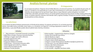 Análisis formal: plantas
Es una especie de palmera. Originaria de las Antillas Menores y el norte de Suramérica. Es una planta de gran porte, de
hasta 40 m de altura y muy apreciada por su gran valor ornamental por lo cual ha sido cultivada en muchos países.
Individuos de esta especie son los que tienen mayor altura y mayor diámetro caulinar del género. Es el árbol
emblemático del estado venezolanoYaracuy. El nombre genérico Roystonea hace alusión al militar estadounidense Roy
Stone; y el epíteto específico oleracea viene del latín oleris y significa hortaliza. El basónimo (nombre científico original)
de esta palmera es Areca oleracea.
El chaguaramo
es una especie de planta herbácea perteneciente a la familia de las poáceas. Es originaria de América. Es una hierba gramínea
erecta, cuyos tallos rectos y verticales crecen hasta 4 o 5 m de altura, con hojas de 2 m de largo dispuestas en abanico. Es una
planta dioica, cuyas astas florales pueden elevar la planta hasta más de 9 m de altura
La caña brava
• Abey extranjero o Jacarandá Jacaranda mimosifolia
• Abey flores moradas o Guarupa Jacaranda filicifolia
• Alatrique o Cuajaro rojo Cordia collococca
• Amapola roja Plumeria rubra
• Apamate Tabebuia rosea
• Araguaney Tabebuia chrysantha
• Árbol de pan – Fruta de pan Artocarpus altilis
• Árbol Sagrado de la India Ficus religiosa
• Árbol salchicha Kigelia pinnata
• Barbasco Piscidia piscipula
• Árbol orquídea – Urapeextranjero Bauhinia variegata
• Azahar de la India Murraya exótica
• Bambú Bambusa vulgaris
• Burriquito Norantea guianensis
• Chaparro blanco Petrea glandulosa
• Chaparro morado Patrea arborea Clavellina Caesalpinia pulcherrima
• Cimbra potro- Cuji rojo Calliandra falcata
• Clitoria crilla Clitoria arborescens
• Croto Codiaeum variegatum
• Croto amarillo – esqueleto Sanchezia nobilis
Arboles Arbustos
 