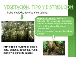Selva nublada, decidua y de galería.
Vegetación Natural: Destacan
especies de orquídeas, bromelias,
palmas y árboles de gran desarrollo
como la Gyranthera Caribensis
"El árbol niño".
Hierbas, musgos, líquenes, helechos
y hongos.
Principales cultivos: cacao,
café, plátano, aguacate, yuca,
ñame y la caña de azúcar.
 