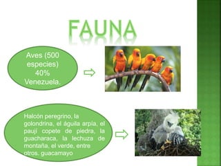 Aves (500
especies)
40%
Venezuela.
Halcón peregrino, la
golondrina, el águila arpía, el
paují copete de piedra, la
guacharaca, la lechuza de
montaña, el verde, entre
otros. guacamayo
 