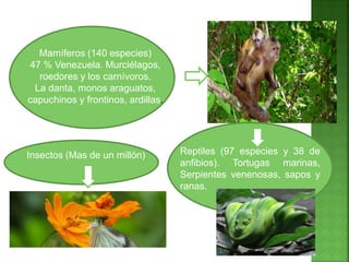 Mamíferos (140 especies)
47 % Venezuela. Murciélagos,
roedores y los carnívoros.
La danta, monos araguatos,
capuchinos y frontinos, ardillas.
Reptiles (97 especies y 38 de
anfibios). Tortugas marinas,
Serpientes venenosas, sapos y
ranas.
Insectos (Mas de un millón)
 