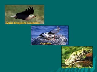Águia Pesqueira (Guincho) Cegonha Sapo-de-verrugas-verdes 