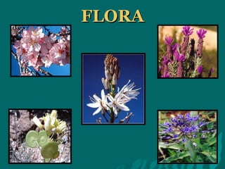 FLORA 