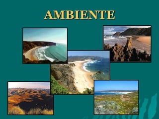 AMBIENTE 