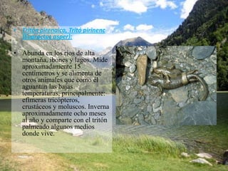 • Tritón pirenaico, Tritó pirinenc
  (Euproctus asper):

• Abunda en los ríos de alta
  montaña, ibones y lagos. Mide
  aproximadamente 15
  centímetros y se alimenta de
  otros animales que como él
  aguantan las bajas
  temperaturas, principalmente:
  efímeras tricópteros,
  crustáceos y moluscos. Inverna
  aproximadamente ocho meses
  al año y comparte con el tritón
  palmeado algunos medios
  donde vive.
 