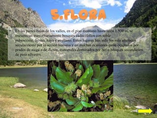 •   En las partes bajas de los valles, en el piso montano hasta unos 1.500 m, se
    encuentran mayoritariamente bosques caducifolios con roble
    pubescente, fresno, haya y avellano. Estos lugares han sido los más alterados
    secularmente por la acción humana y en muchas ocasiones están ocupados por
    prados de siega o de diente, matorrales dominados por boj o bosques secundarios
    de pino silvestre.
 