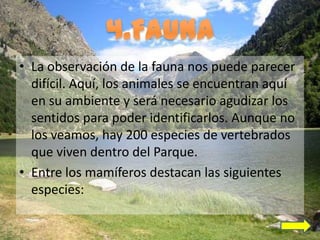 • La observación de la fauna nos puede parecer
  difícil. Aquí, los animales se encuentran aquí
  en su ambiente y será necesario agudizar los
  sentidos para poder identificarlos. Aunque no
  los veamos, hay 200 especies de vertebrados
  que viven dentro del Parque.
• Entre los mamíferos destacan las siguientes
  especies:
 