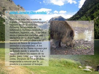 • Jabalí, Senglar (Sus scrofa):

• Habita en todo los montes de
  España en bosques o sotobosques
  espesos desde el sur a los
  Pirineos. Se alimenta de
  tubérculos, bellotas, pequeños
  roedores, lagartos, etc., y no hace
  ascos a pequeñas carroñas que
  encuentre en su deambular,
  mientras levanta piedras con el
  hocico en busca de pequeños
  animales o escorpiones. A los
  pequeños se les llama rayones por
  su listado pardo y amarillo. La
  madre al nacer los separa de su
  padre, para evitar que este se los
  coma. Después de 15 o 20 días,
  empezarán a retozar por la
  pradera y a conocer el bosque.
 