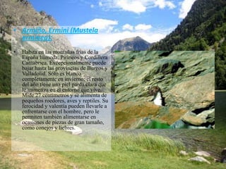 • Armiño, Ermini (Mustela
  erminea):
•   Habita en las montañas frías de la
    España húmeda, Pirineos y Cordillera
    Cantábrica. Excepcionalmente puede
    bajar hasta las provincias de Burgos y
    Valladolid. Sólo es blanco
    completamente en invierno; el resto
    del año tiene una piel parda clara que
    le mimetiza en el entorno que vive.
    Mide 27 centímetros y se alimenta de
    pequeños roedores, aves y reptiles. Su
    ferocidad y valentía pueden llevarle a
    enfrentarse con el hombre, pero le
    permiten también alimentarse en
    ocasiones de piezas de gran tamaño,
    como conejos y liebres.
 
