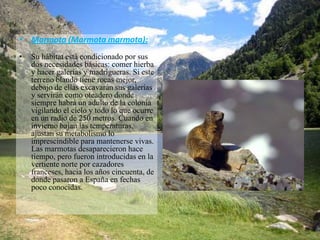• Marmota (Marmota marmota):
•   Su hábitat está condicionado por sus
    dos necesidades básicas: comer hierba
    y hacer galerías y madrigueras. Si este
    terreno blando tiene rocas mejor,
    debajo de ellas excavarán sus galerías
    y servirán como oteadero donde
    siempre habrá un adulto de la colonia
    vigilando el cielo y todo lo que ocurre
    en un radio de 250 metros. Cuando en
    invierno bajan las temperaturas,
    ajustan su metabolismo lo
    imprescindible para mantenerse vivas.
    Las marmotas desaparecieron hace
    tiempo, pero fueron introducidas en la
    vertiente norte por cazadores
    franceses, hacia los años cincuenta, de
    donde pasaron a España en fechas
    poco conocidas.
 