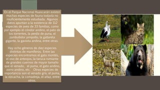 Fauna
En el Parque Nacional Huascarán existen
muchas especies de fauna todavía no
nsuficientemente estudiada. Algunos
datos apuntan a la existencia de 112
especies de aves de 33 familias, como
por ejemplo el cóndor andino, el pato de
los torrentes, la perdiz de puna, el
zambullidor pimpollo, la gallareta
gigante, la gaviota andina, entre otras.
Hay ocho géneros de diez especies
distintas de mamíferos. Entre las
especies encontramos el gato montés,
el oso de anteojos, la taruca rumiante
de grandes cuernos de mayor tamaño
que el venado, el puma, el gato andino,
zorro andino, etc. Otras especies de
importancia son el venado gris, el puma,
la vizcacha, la comadreja, el añaz, entre
otros.
 