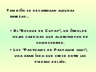 También se desarrollan algunas rarezas..  El “Bosque de Cupay”, un árbol de hojas caedizas que al brotar son de color cobrizo. Los “Pastizales de Paspalum lilloi”, una gramínea que crece entre las piedras del río. 