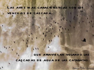 Las aves mas características son los vencejos de cascada..   que atraviesan volando las cascadas de agua de las cataratas. 