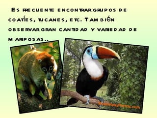 Es frecuente encontrar grupos de coatíes, tucanes, etc. También observar gran cantidad y variedad de mariposas.. 