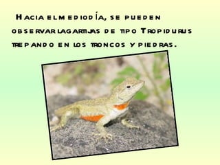 Hacia el mediodía, se pueden observar lagartijas de tipo Tropidurus trepando en los troncos y piedras. 