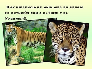 Hay presencia de animales en peligro de extinción como el Tigre y el Yaguareté. 