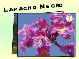 Lapacho Negro 