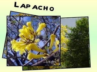 Lapacho Amarillo 