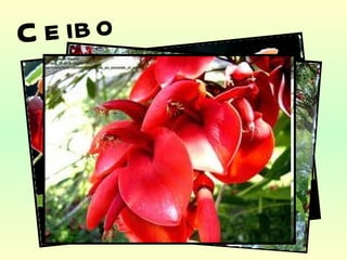 Ceibo 