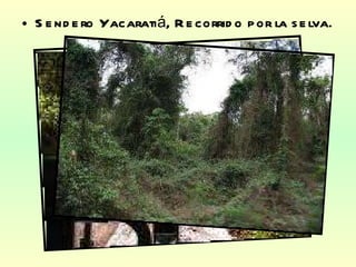 Sendero Yacaratiá, Recorrido por la selva. 
