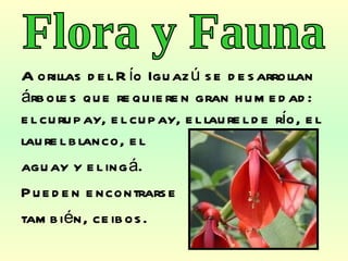 A orillas del Río Iguazú se desarrollan árboles que requieren gran humedad: el curupay, el cupay, el laurel de río, el laurel blanco, el  aguay y el ingá.  Pueden encontrarse  también, ceibos. Flora y Fauna 