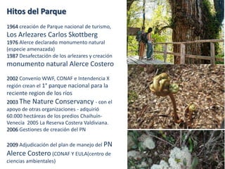 Hitos del Parque
1964 creación de Parque nacional de turismo,
Los Arlezares Carlos Skottberg
1976 Alerce declarado monumento natural
(especie amenazada)
1987 Desafectación de los arlezares y creación
monumento natural Alerce Costero
2002 Convenio WWF, CONAF e Intendencia X
región crean el 1° parque nacional para la
reciente region de los ríos
2003 The Nature Conservancy - con el
apoyo de otras organizaciones - adquirió
60.000 hectáreas de los predios Chaihuín-
Venecia 2005 La Reserva Costera Valdiviana.
2006 Gestiones de creación del PN
2009 Adjudicación del plan de manejo del PN
Alerce Costero (CONAF Y EULA(centro de
ciencias ambientales)
 